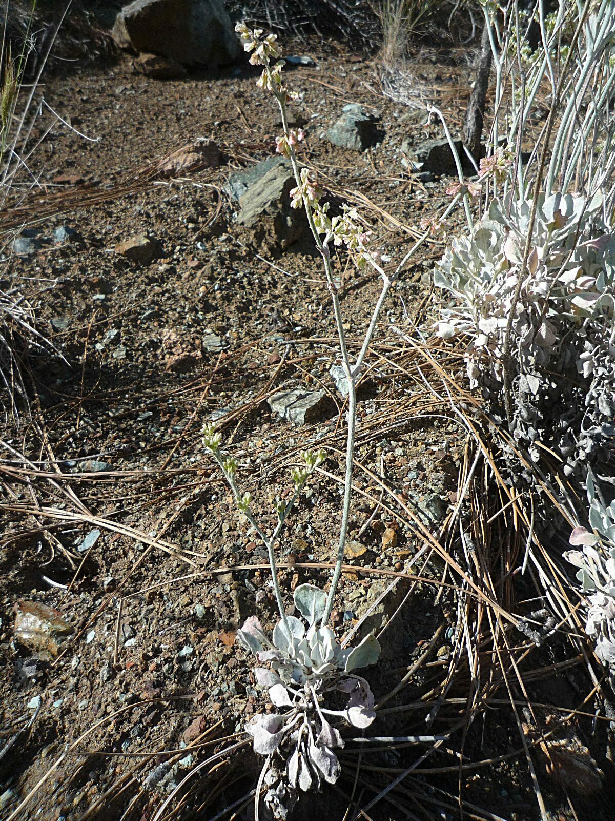 High Resolution Eriogonum saxatile Plant